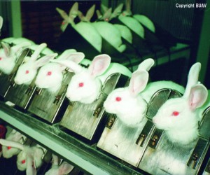 Rabbits in stocks, Bangkok University 1989